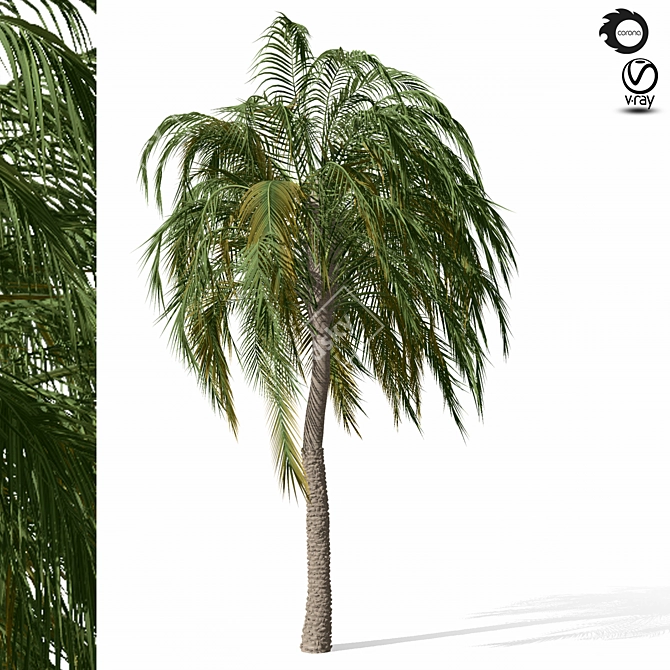 Tropical Palm Tree Model PBR 3D model image 1