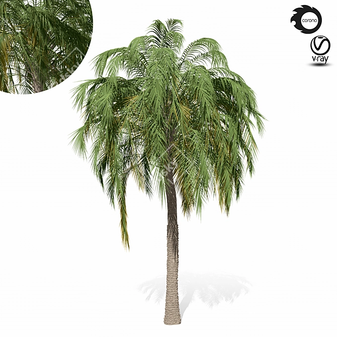 Tropical Palm Tree Model PBR 3D model image 2