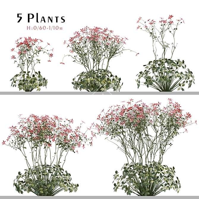  Canary Island Geranium Palmatum Collection 3D model image 1