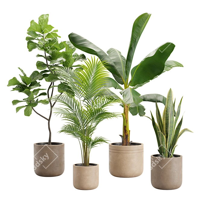 Exotic Indoor Plant Variety Pack 3D model image 1