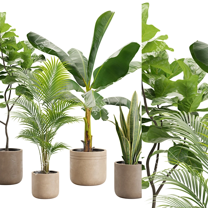 Exotic Indoor Plant Variety Pack 3D model image 2