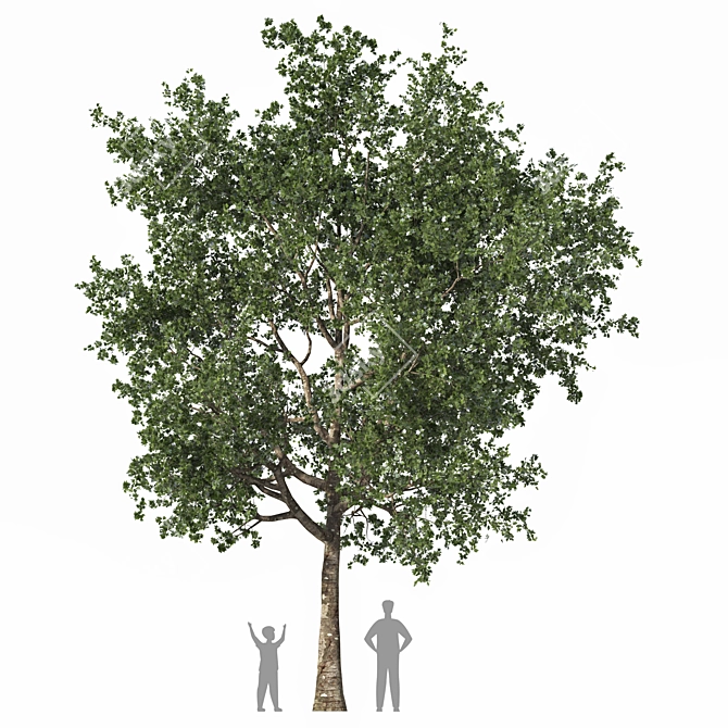  Detailed Speed Tree Vray Corona 3D model image 1