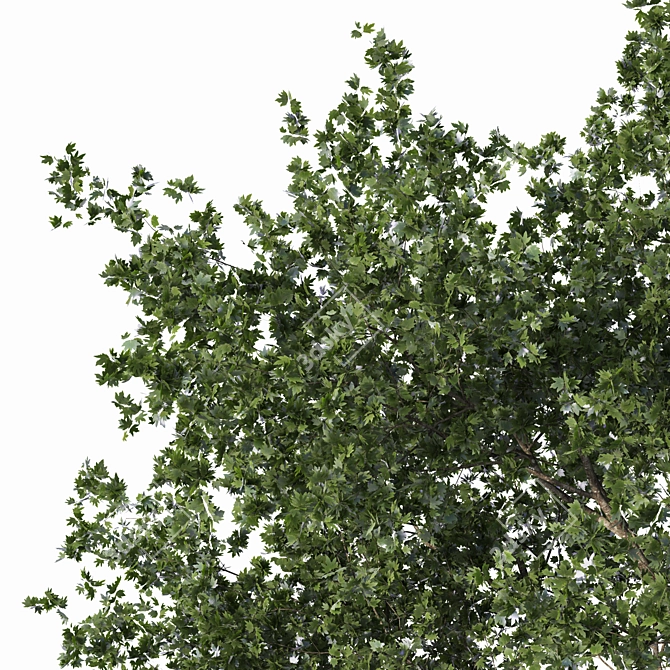  Detailed Speed Tree Vray Corona 3D model image 2