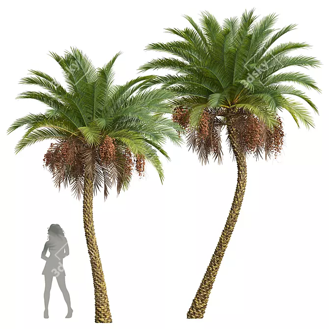 Silver Date Palm Phoenix Sylvestris 3D model image 1