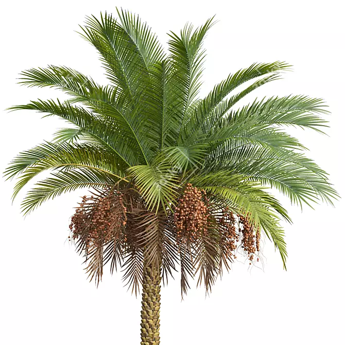 Silver Date Palm Phoenix Sylvestris 3D model image 2