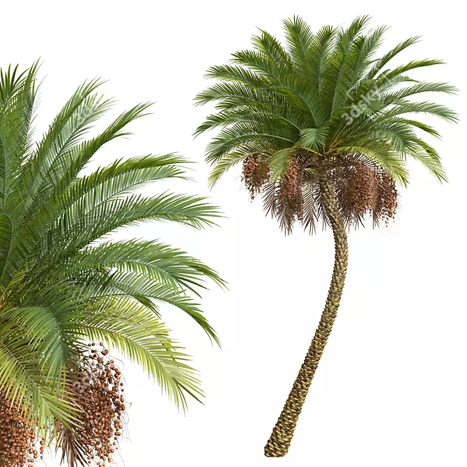 Silver Date Palm Phoenix Sylvestris 3D model image 3