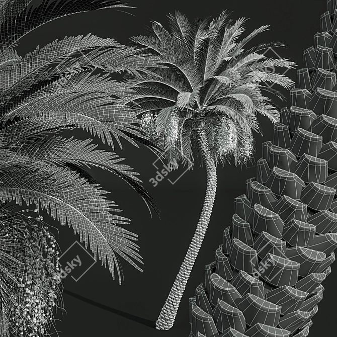 Silver Date Palm Phoenix Sylvestris 3D model image 4