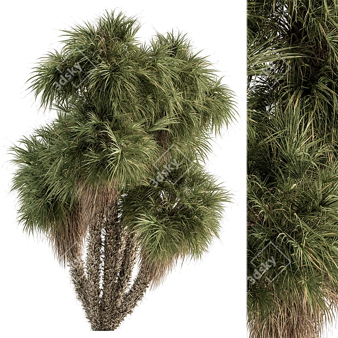 Tropical Palm Tree Ornament Set 3D model image 1