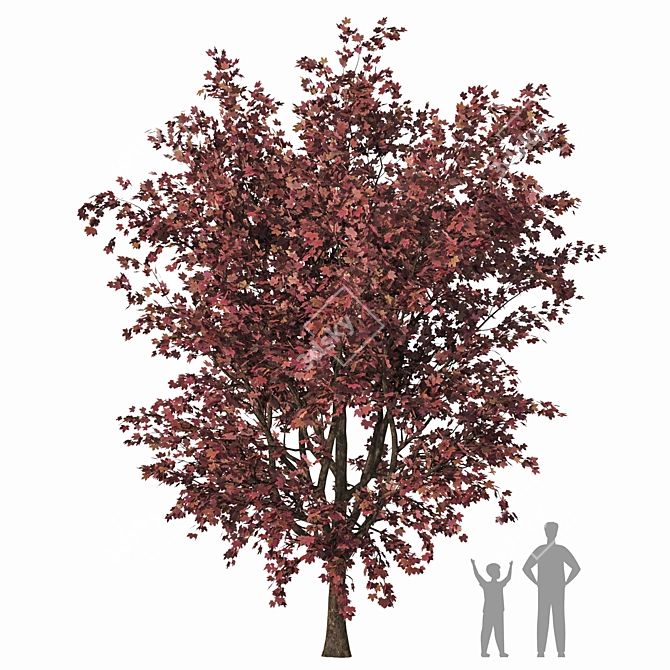 Detailed Acer Palmatum Tree Model 3D model image 1