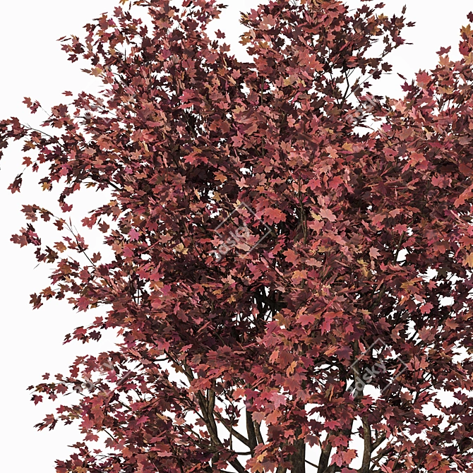 Detailed Acer Palmatum Tree Model 3D model image 2