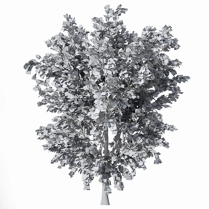 Detailed Acer Palmatum Tree Model 3D model image 3