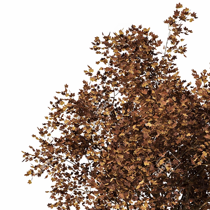 Autumn Acer HD Tree Model 3D model image 2