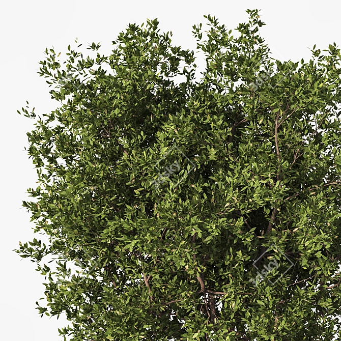 High Detail 3D Tree Model 3D model image 2