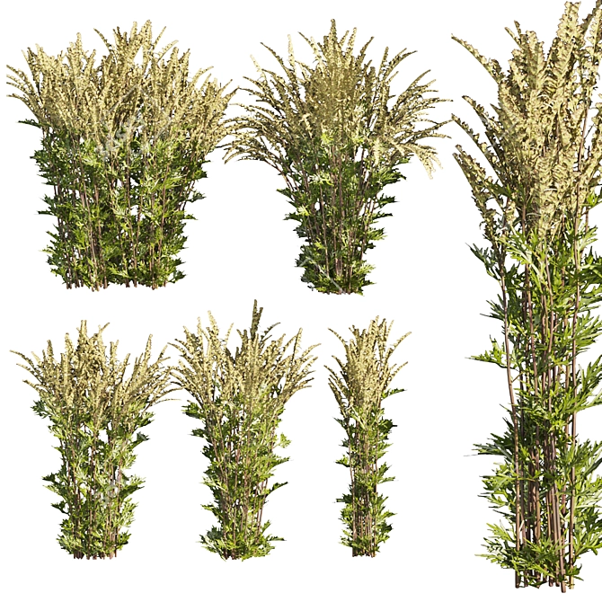 High-quality Common Mugwort 3D Model 3D model image 1