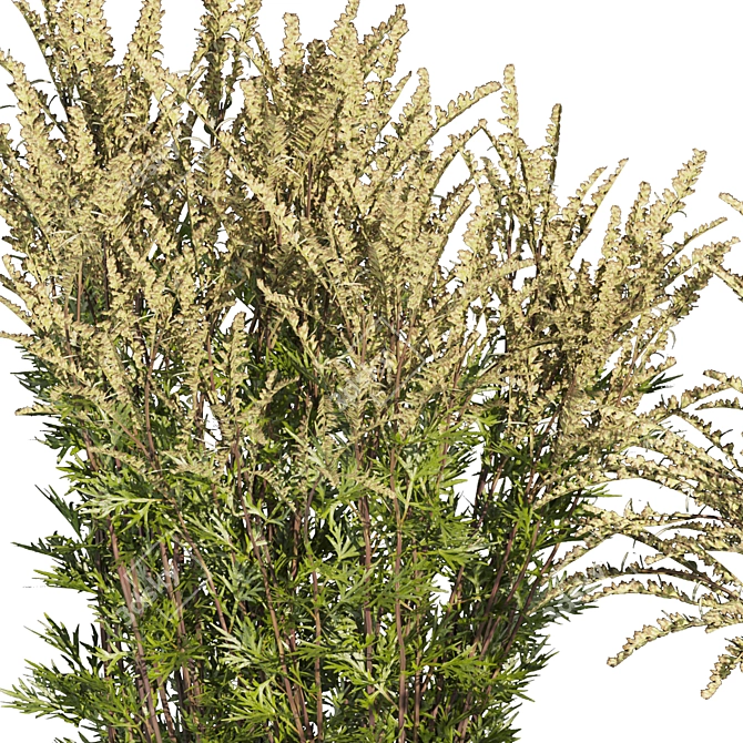 High-quality Common Mugwort 3D Model 3D model image 2