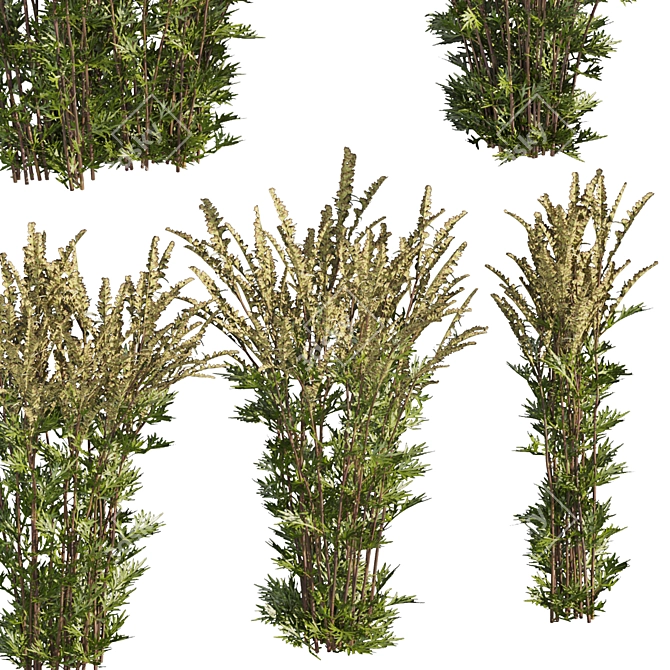 High-quality Common Mugwort 3D Model 3D model image 4