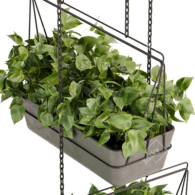 Premium Pothos Hanging Plant 3D model image 3