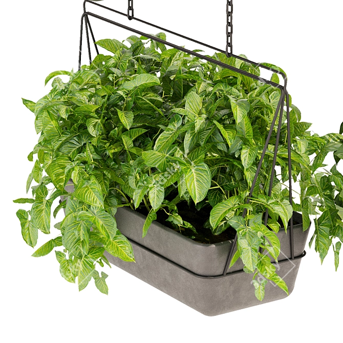 Premium Pothos Hanging Plant 3D model image 5