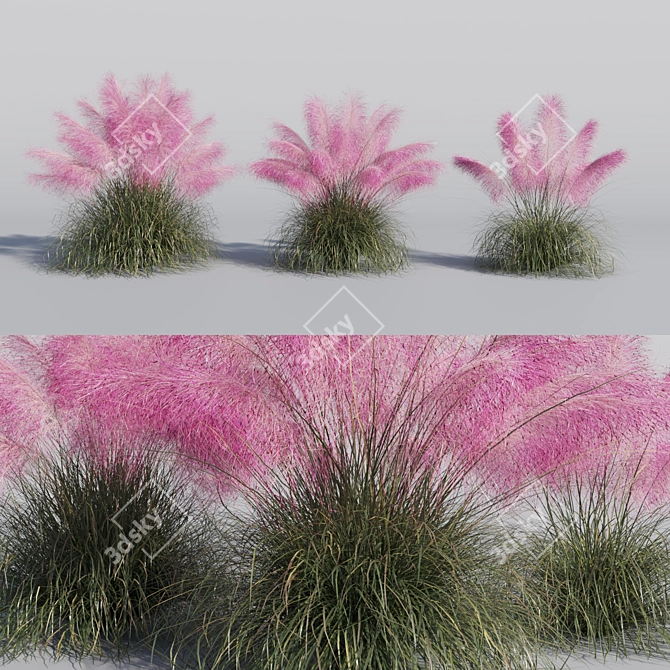 Pink Muhly Grass 3D Model 3D model image 1