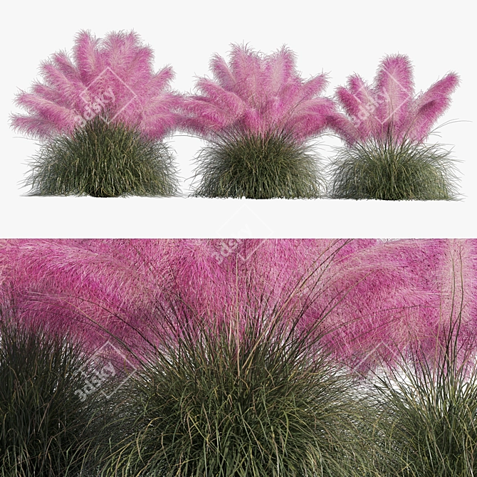 Pink Muhly Grass 3D Model 3D model image 8