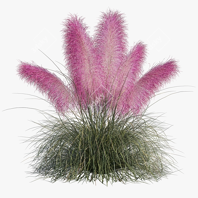 Pink Muhly Grass 3D Model 3D model image 11