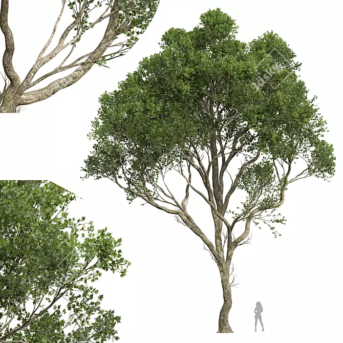 High Detail Sycamore Tree Model 3D model image 1