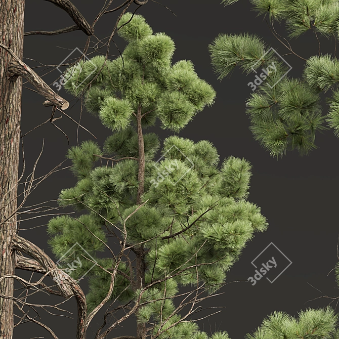 Premium Longleaf Pine 3D Models 3D model image 4