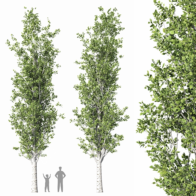 Detailed Populus Alba Trees Model 3D model image 1