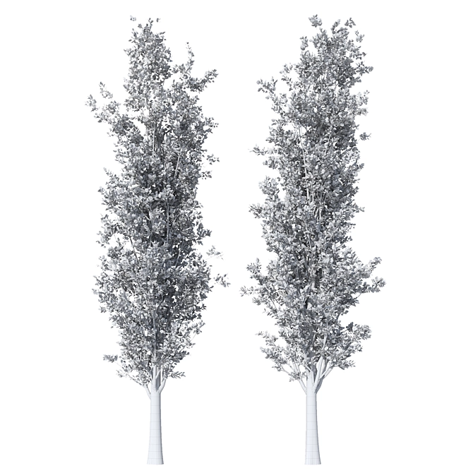 Detailed Populus Alba Trees Model 3D model image 2