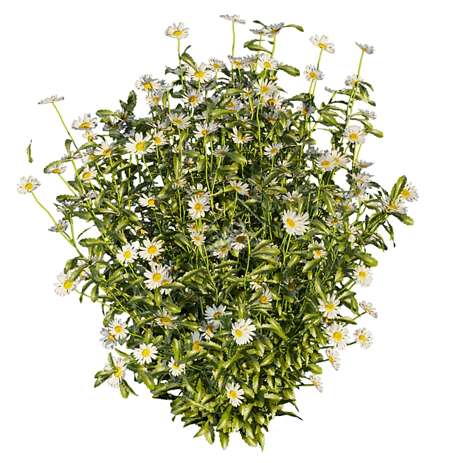 Chamomile Bush 3D Model.LoadScene 3D model image 3