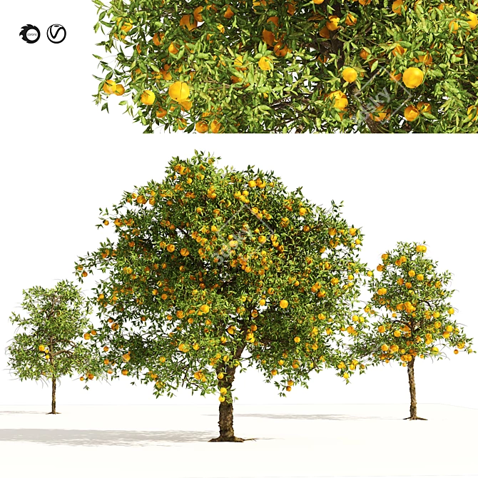 Realistic Orange Fruit Tree Models 3D model image 1