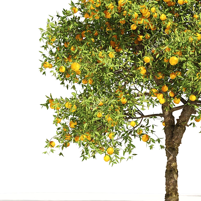 Realistic Orange Fruit Tree Models 3D model image 2