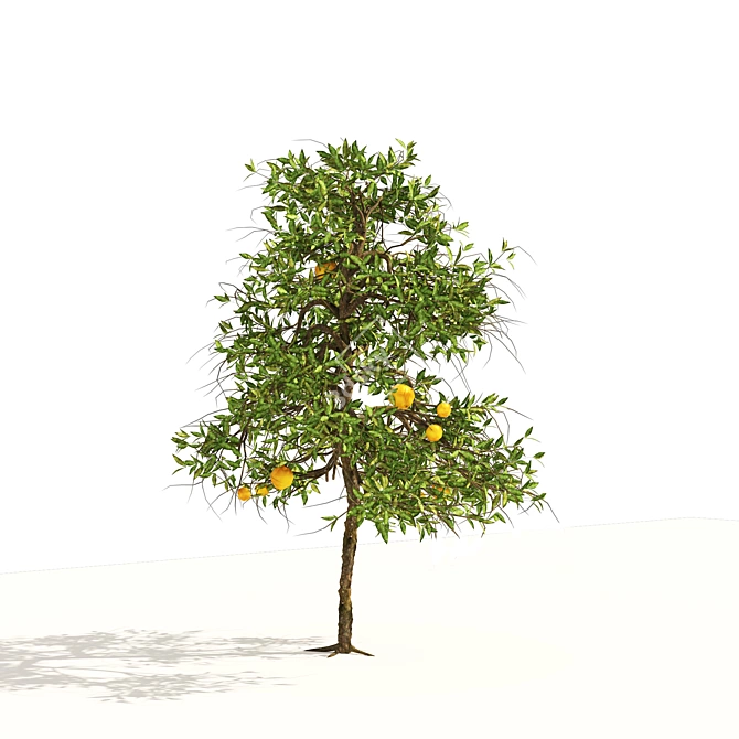 Realistic Orange Fruit Tree Models 3D model image 4