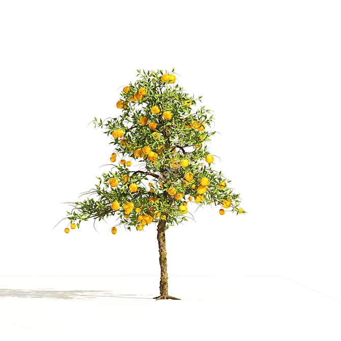 Realistic Orange Fruit Tree Models 3D model image 5