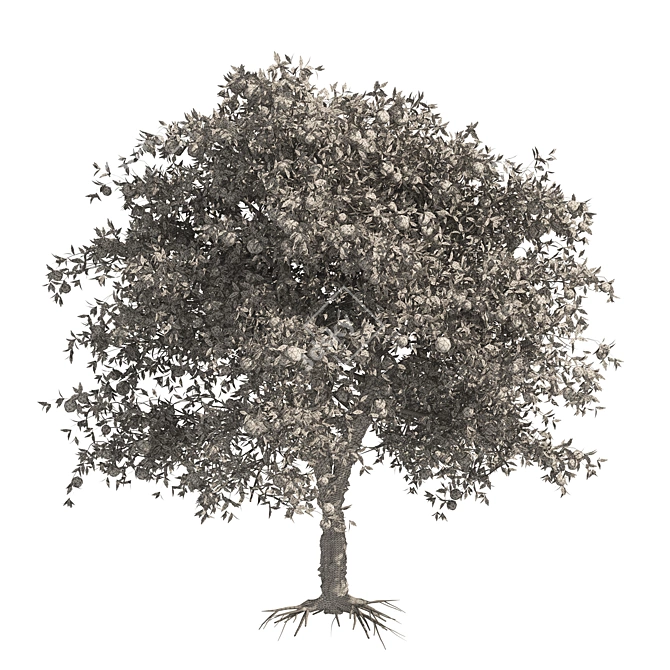 Realistic Orange Fruit Tree Models 3D model image 6