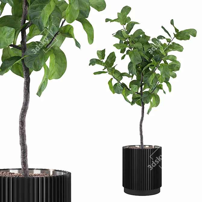 Exquisite Ficus Lyrata Plant Collection 3D model image 1