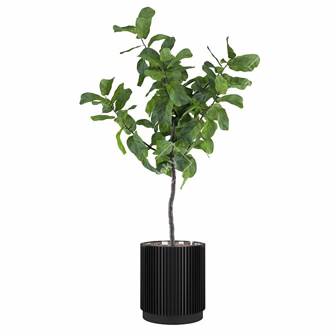 Exquisite Ficus Lyrata Plant Collection 3D model image 3