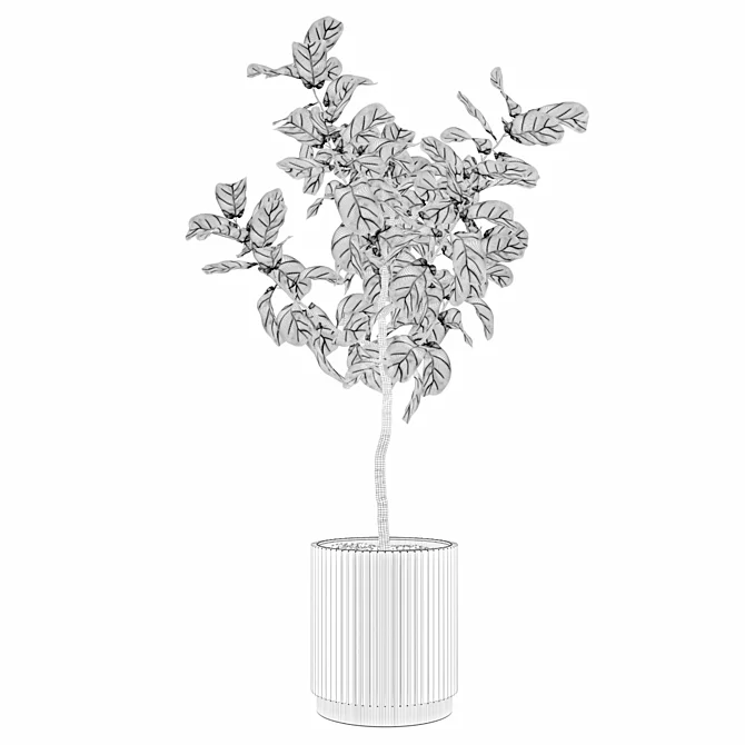 Exquisite Ficus Lyrata Plant Collection 3D model image 4