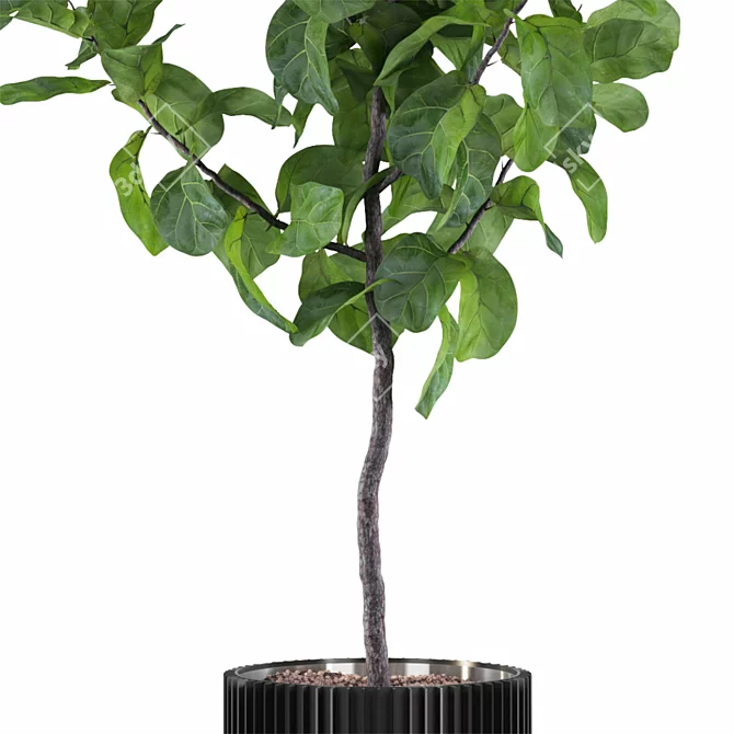 Exquisite Ficus Lyrata Plant Collection 3D model image 5