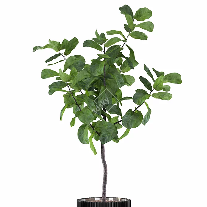 Exquisite Ficus Lyrata Plant Collection 3D model image 6