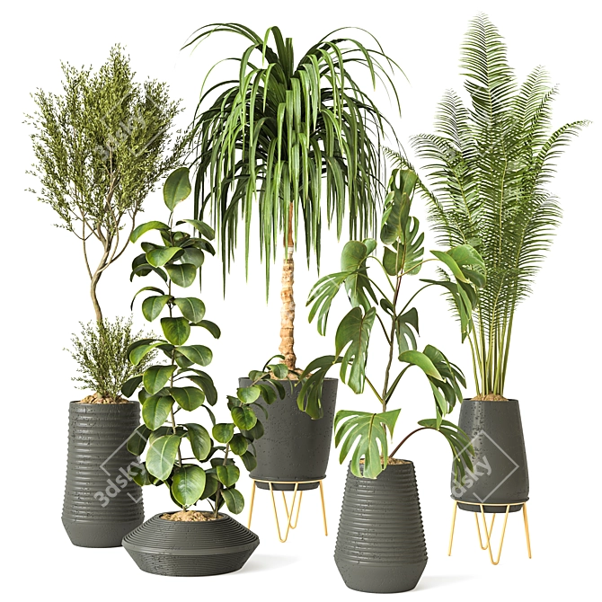 Modern Indoor Plant Collection 3D model image 1