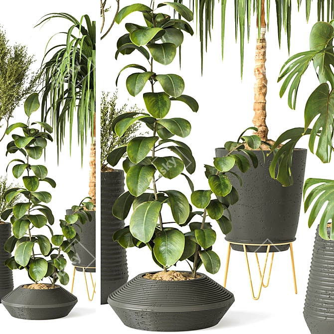 Modern Indoor Plant Collection 3D model image 2