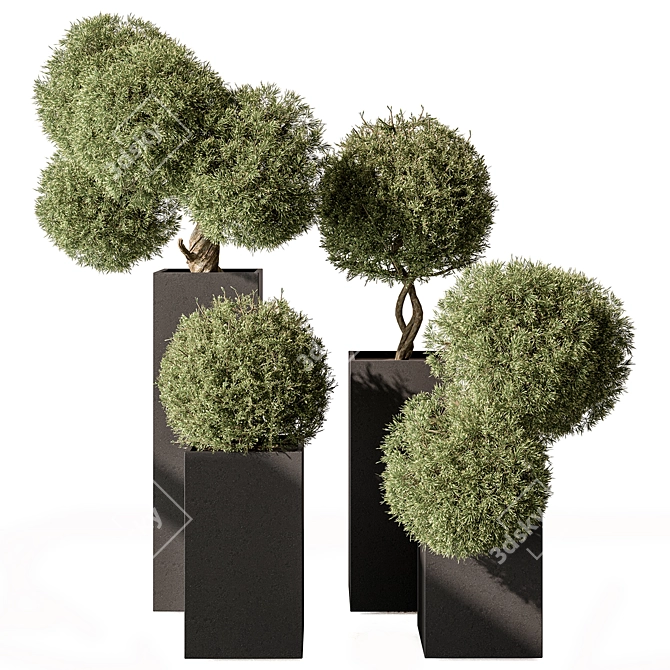 Boxed Outdoor Topiary Plant 3D model image 1