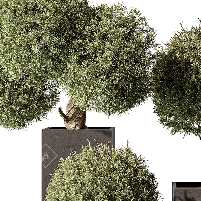 Boxed Outdoor Topiary Plant 3D model image 2