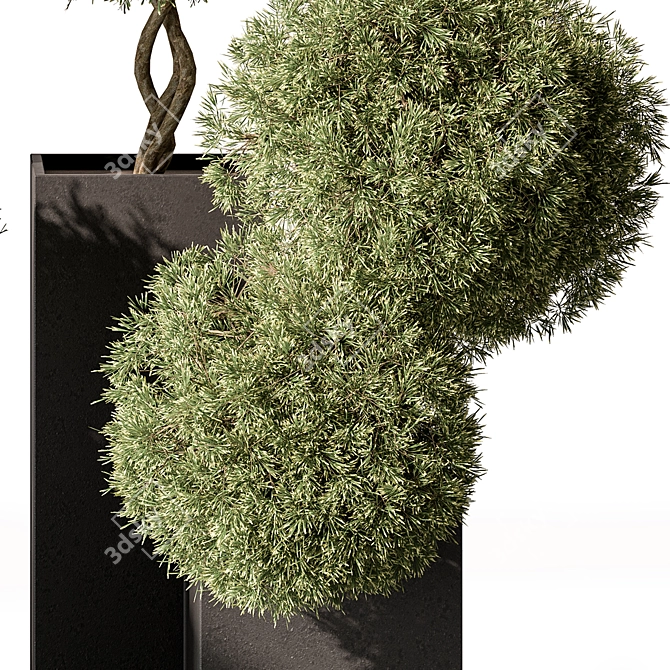 Boxed Outdoor Topiary Plant 3D model image 3