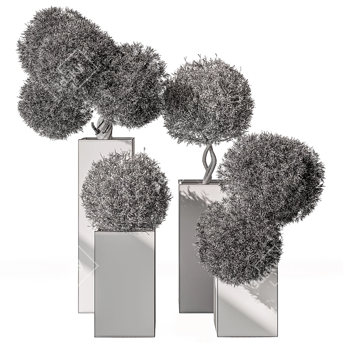 Boxed Outdoor Topiary Plant 3D model image 4