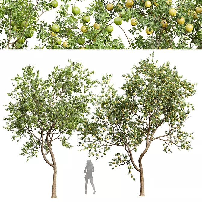 Gourmet Malus Pumila Apple Tree 3D model image 1