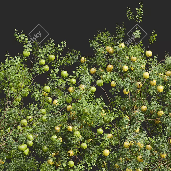 Gourmet Malus Pumila Apple Tree 3D model image 2