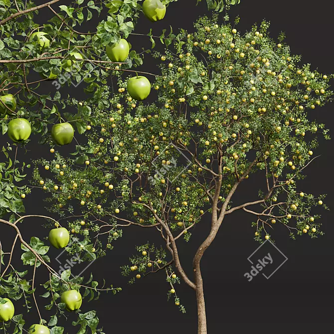 Gourmet Malus Pumila Apple Tree 3D model image 3