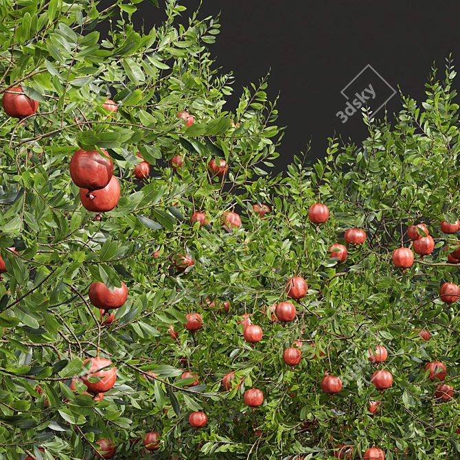 Pomegranate Plant 3D Models Set 3D model image 3